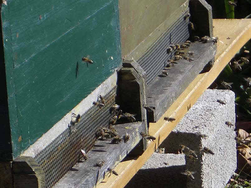 Ankunft der Bienen in Mariasdorf 4.10.2009